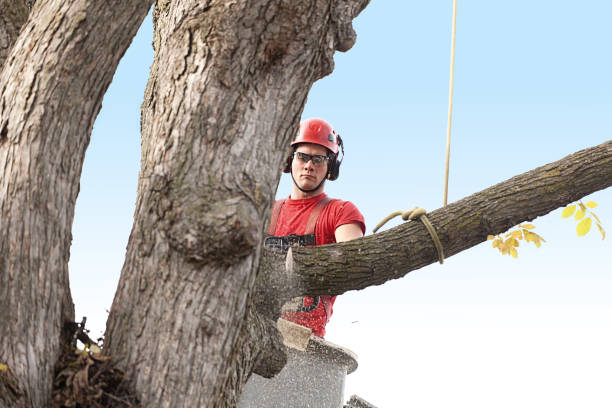 How Our Tree Care Process Works  in  West Newton, PA